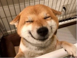Создать мем: улыбающийся пес, улыбающаяся собака, сиба-ину