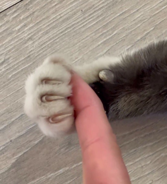 Create meme: claws of the cat , A little kitten with claws, cat paws