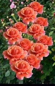 Создать мем: сорта роз флорибунда, роза флорибунда изи даз, роза флорибунда оранжевая