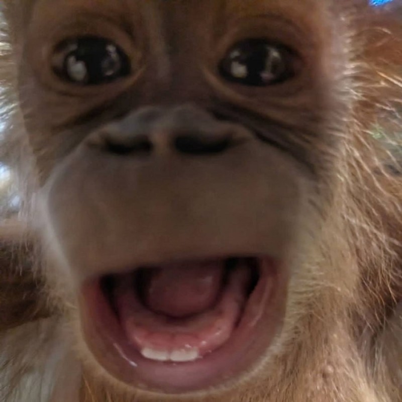 Create meme: howler orangutan, monkey