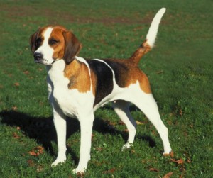 Create meme: Beagle dog, breed Beagle
