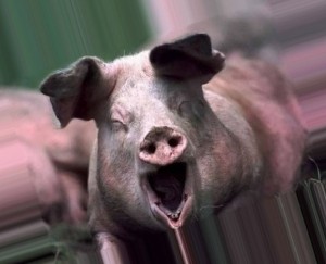 Create meme: pig, pig boar, the pig's face