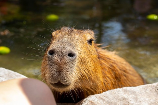 Create meme: a pet capybara, capybara photos, capybara is funny