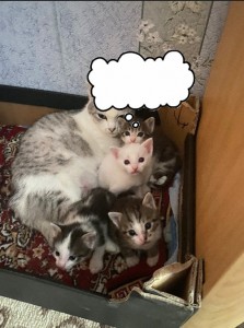 Создать мем: котики, кошка, коты