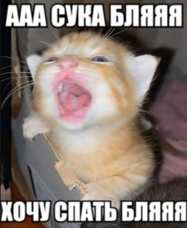 Create meme: And sleep, people, yawning cat