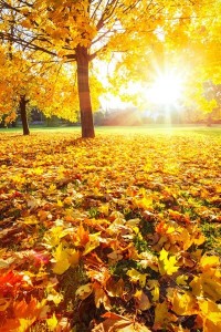 Создать мем: осенняя листва, жаркая осень, солнечная осень