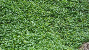 Create meme: clover background, green leaf, leaves background