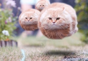Create meme: Kote, flying cat, cat