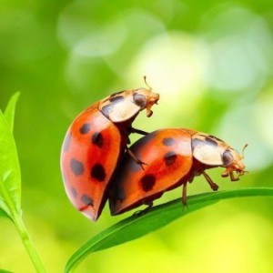 Create meme: ladybug insect photo picture, sex ladybugs, ladybug picture