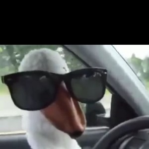 Create meme: cool goose, Gus behind the wheel