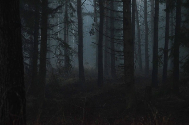 Create meme: dark forest at night, the forest dark, Gloomy forests