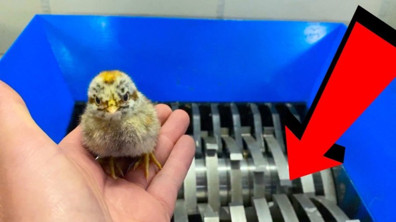 Create meme: small Chicks, quail chicks, chicken 