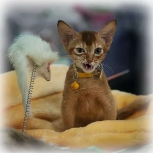 Создать мем: кошки, абиссинская кошка выставка мир кошек, прикольные картинки с надписями животные