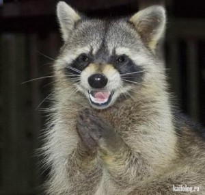Create meme: happy raccoon, evil raccoon, raccoon gargle