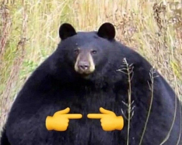 Create meme: black bears, fat bear, grizzly bear black