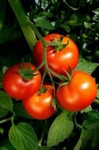 Create meme: plant, varieties of tomatoes, tomatoes