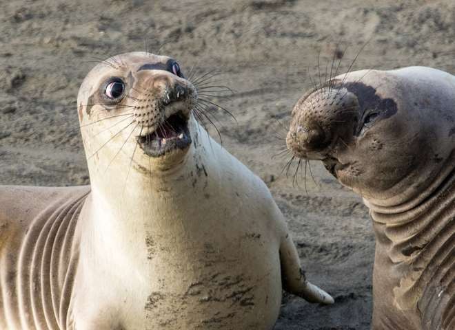 Create meme: elephant seal, seals seals seals walruses, sea lion 