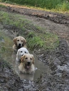 Create meme: Labrador puppy, Labrador, Labrador Retriever