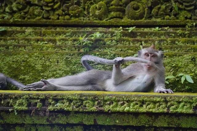 Create meme: ubud monkey forest, a breed of banderlog monkeys., forest of monkeys in ubud