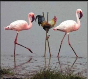 Create meme: flamingo, Flamingo, pink flamingos
