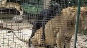 Создать мем: спаривание львов в парке тайган видео, рамат ган зоопарк вольер лемуры, собака в клетке