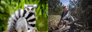 Create meme: a ring-tailed lemur interesting facts, primates lemur, lemur