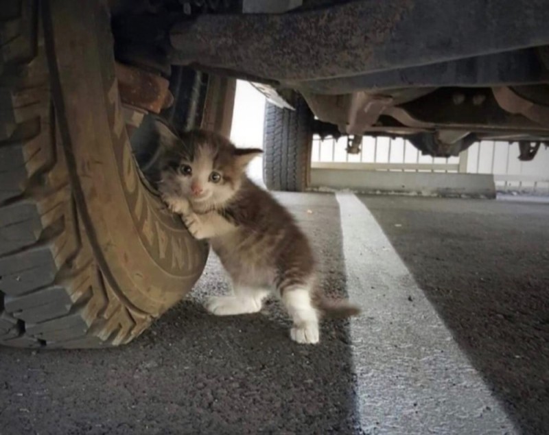 Create meme: a kitten under the car, kitty on the road, cat 