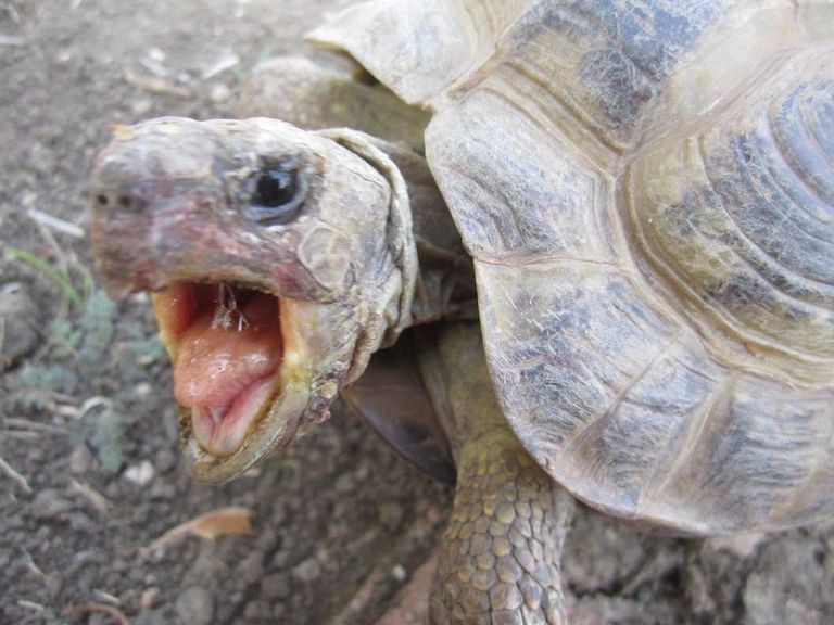 Create meme: the Central Asian tortoise, Central Asian tortoise , turtle land