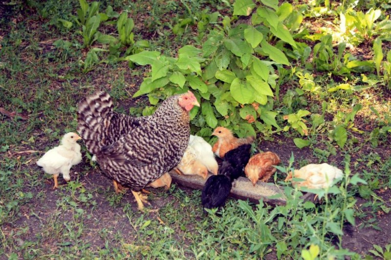 Create meme: domestic chickens, Dutch chickens, chicken chicken