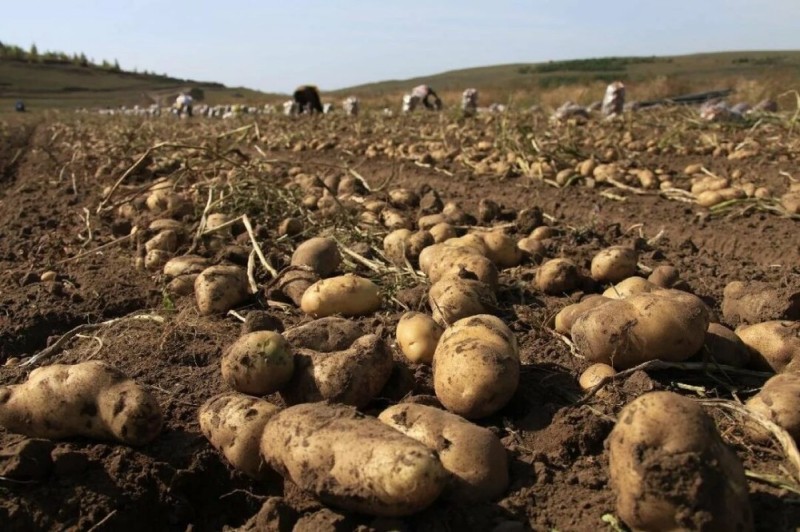 Create meme: potato field, potato field, early potatoes