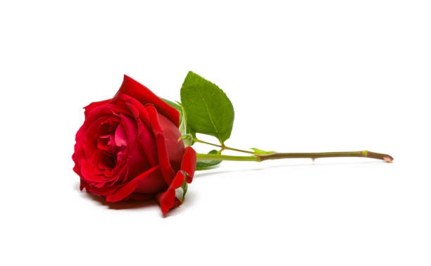 Create meme: red rose, rose on a white background, The rose is lying