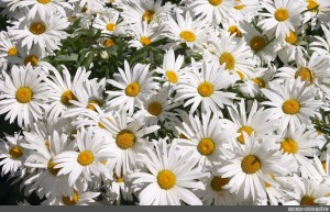 Create meme: Daisy flower , white daisies, big daisies