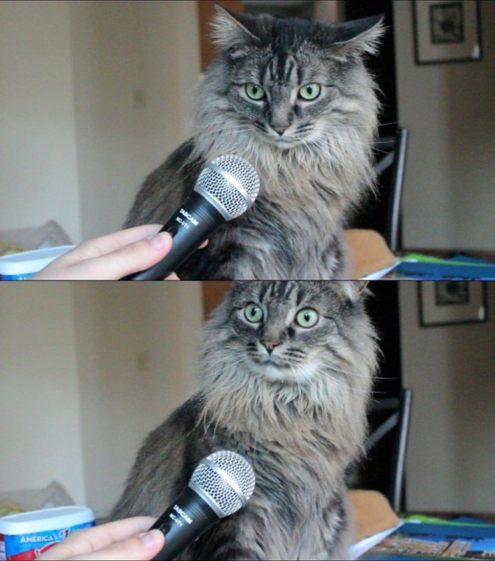 Create meme: the surprised cat meme, cat meme , meme cat with microphone