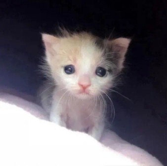 Create meme: cat sad, adorable kittens, cute kittens