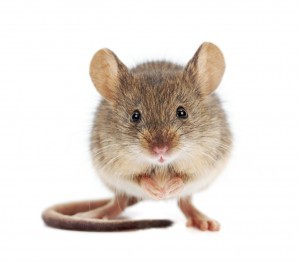 Create meme: rodents, pest control, fare