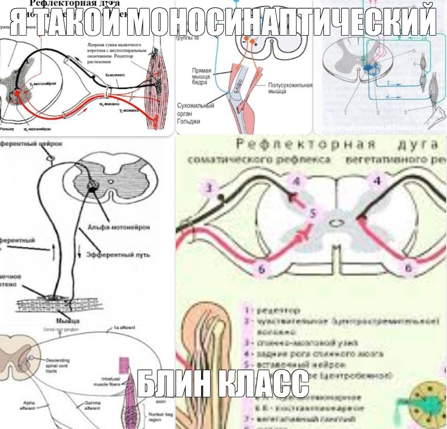 Рефлекторная дуга вкусового анализатора схема