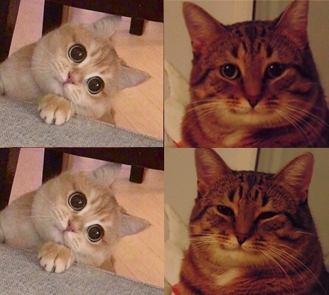 Create meme: smiling cat meme, memes with cats , the cat meme is happy