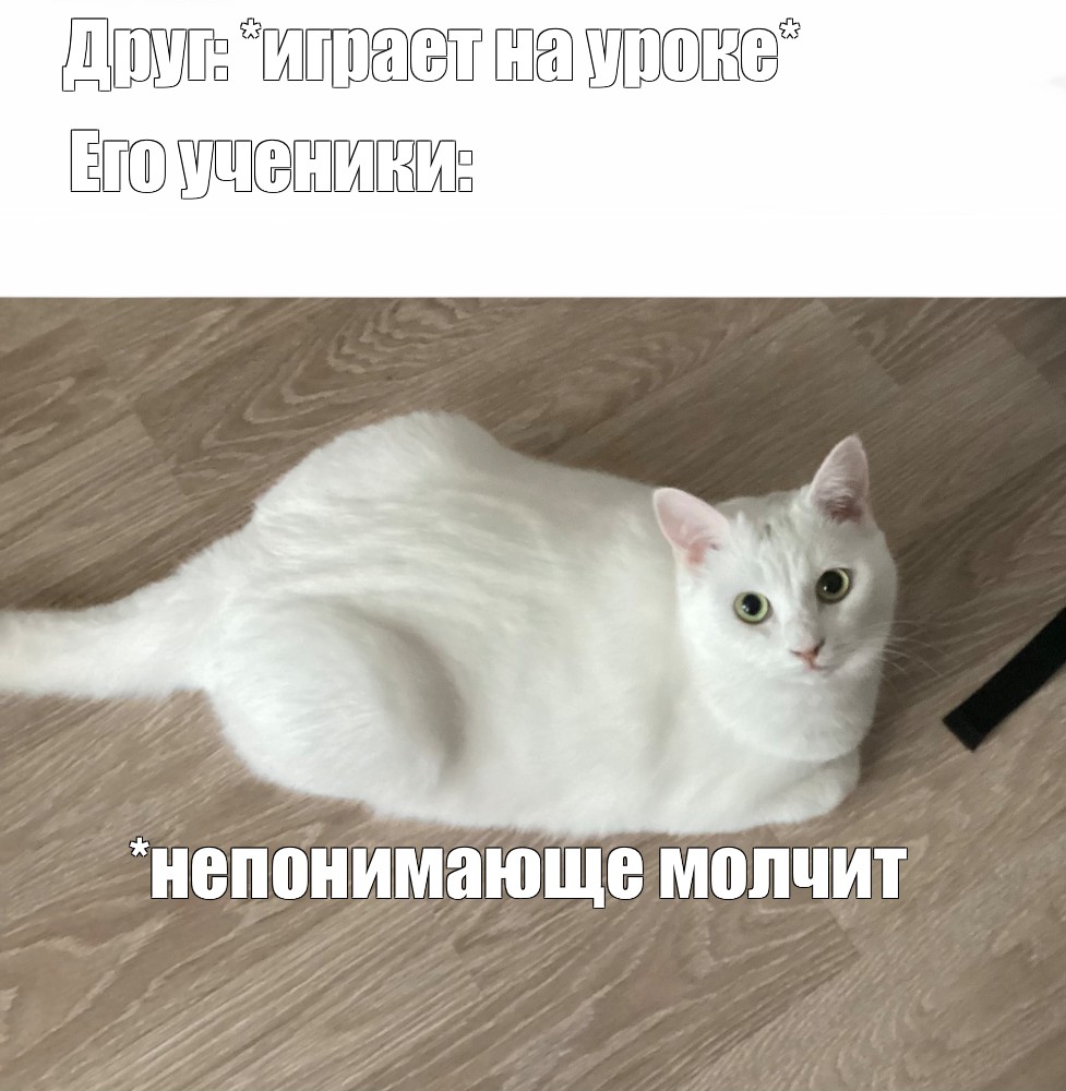 Молчащего кота. Белый котенок Мем. Непонимающий кот Мем. Непонимающий котенок Мем. Школьник молчит фото.