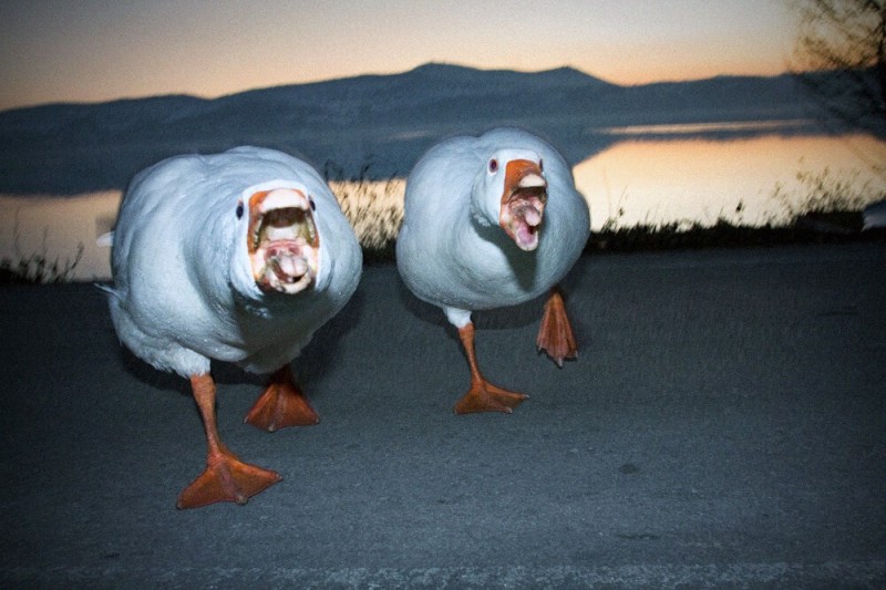 Create meme: carbon monoxide goose, scary goose, goose 