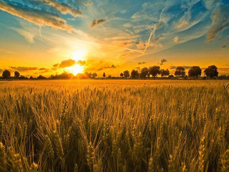 Create meme: wheat field at sunset, wheat field at sunset, sunset field