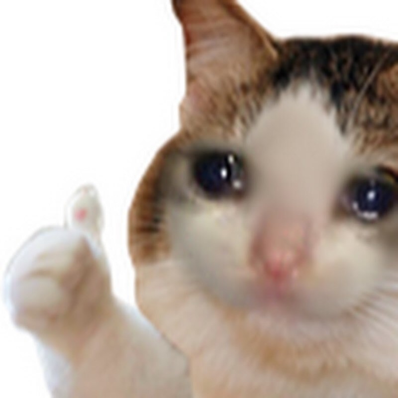 Create meme: crying cat, crying cat, cat meme 