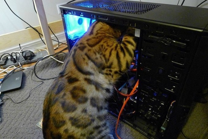 Create meme: cat , cats , the cat gamer 