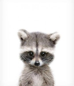 Create meme: raccoon, avatars raccoons cute, raccoon on white background