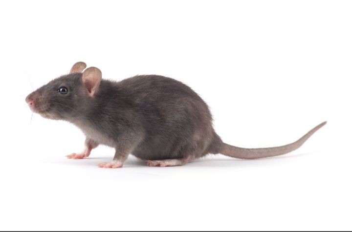 Create meme: rats on a white background, rat, rat on the side