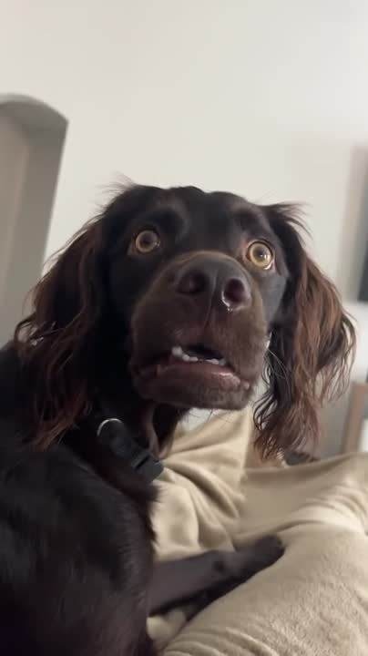 Create meme: spaniel dog, a scared dog, The spaniel is funny