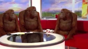 Создать мем: мем три обезьянки, обезьяны за столом мем, орангутан