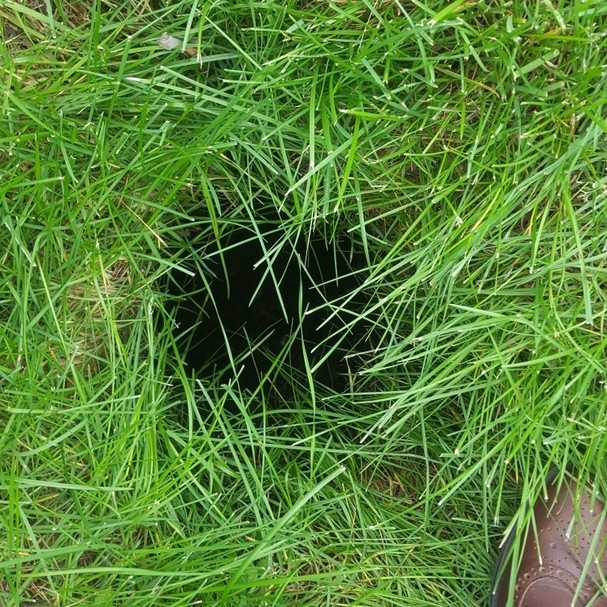 Create meme: deep hole, plant , The rabbit hole