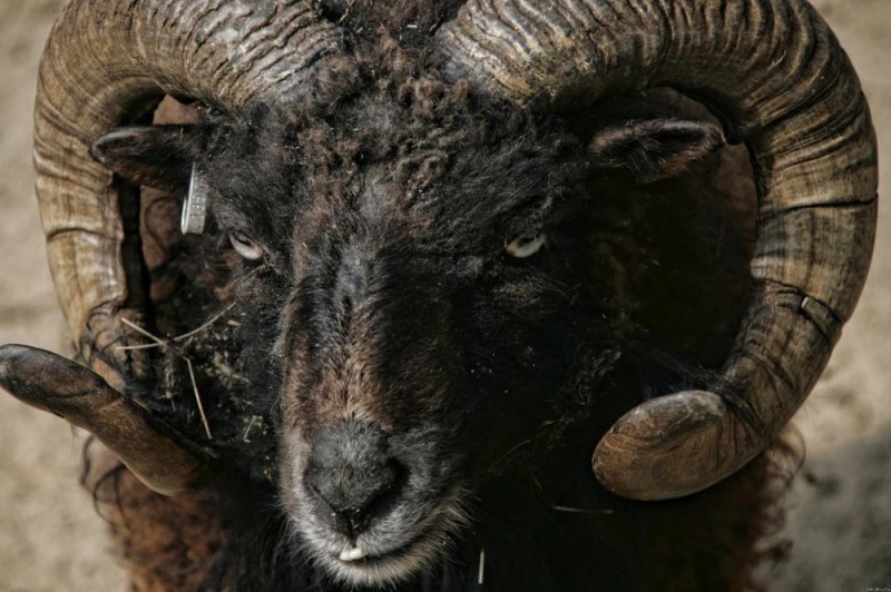 Create meme: ram's head, a ram with horns, evil sheep