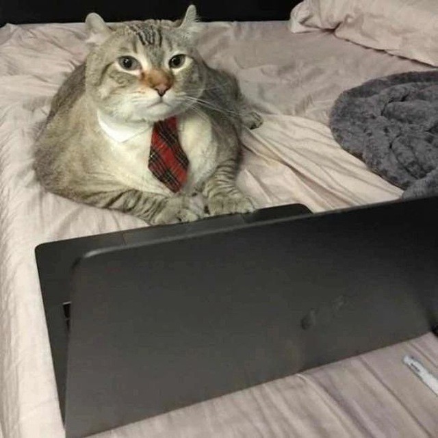 Create meme: seals , the cat at the computer, cat 26x26