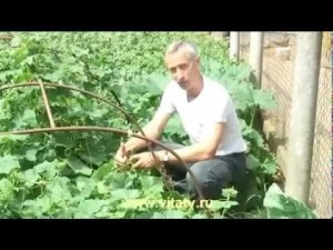 Create meme: live cucumber doctor Popov, Dr. Popov live cucumber, cucumber doctor Popov